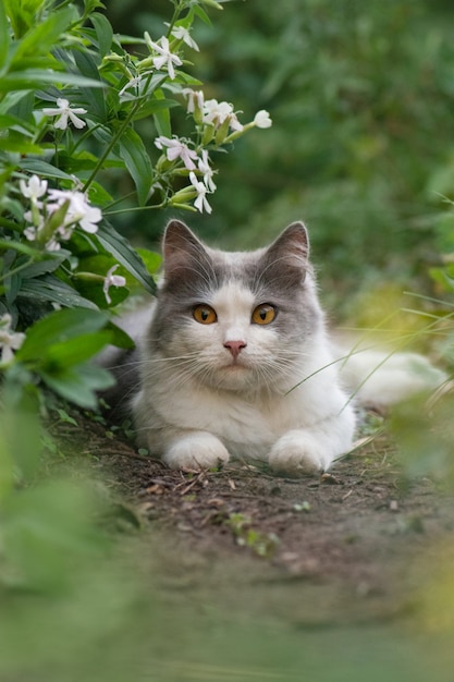 Gato y plantas. Gato con cola esponjosa alejándose. Gato relajante en el jardín