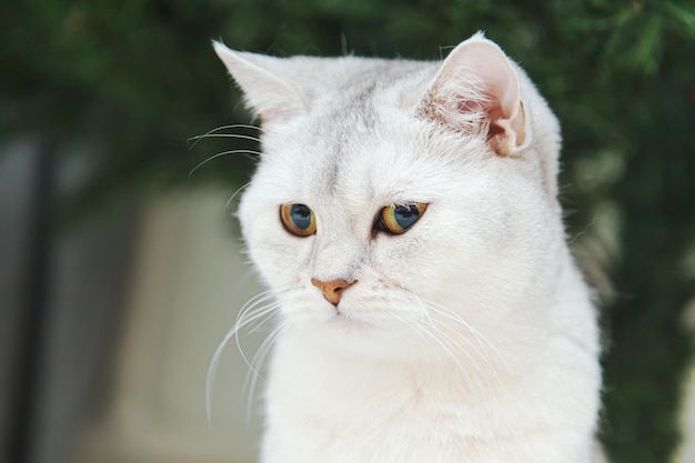 El gato plateado británico se sienta cerca del árbol de Navidad