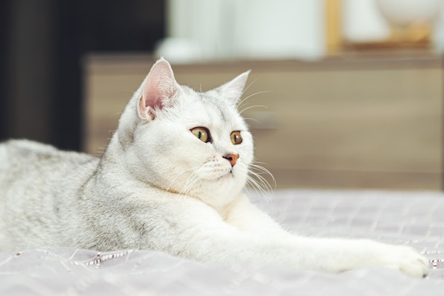 El gato plateado británico yace imponente en la cama Mascota en el interior de la casa