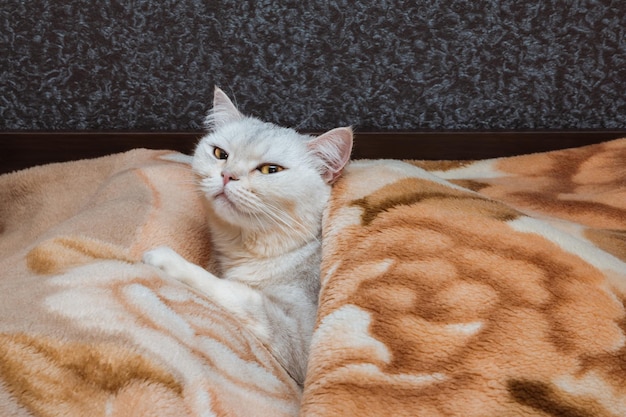 El gato plateado despertado de la raza británica yace en la cama debajo de la manta mascotas en casa