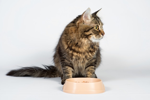 Gato con un plato de comida se sienta sobre un fondo blanco.