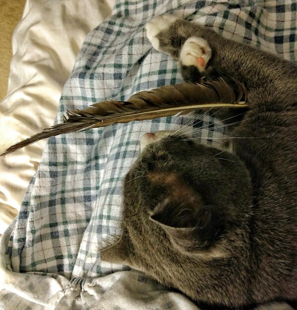 Foto gato con una pluma en la cama