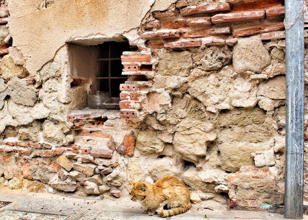 Foto gato por casa abandonada