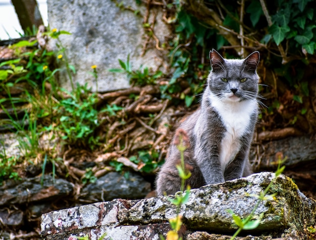 Gato posando em uma pedra, olhando desafiador