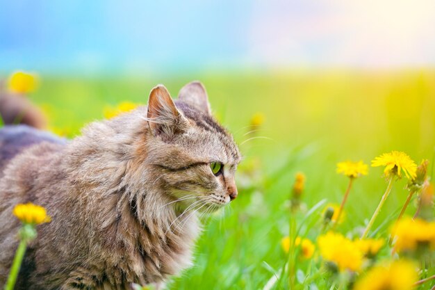 Gato en pradera de diente de león