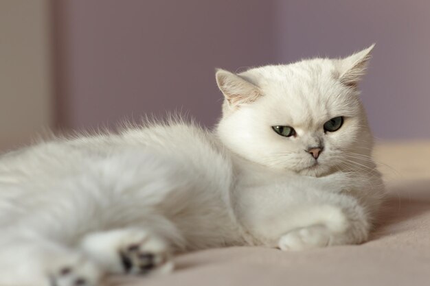 Gato prateado britânico sentado em uma cama no quarto brilhante arrogante e preguiçoso olhando para a câmera