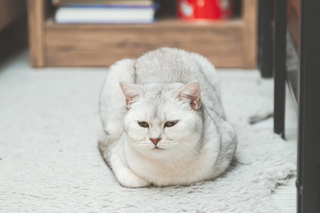 Foto gato prateado de pêlo curto britânico está no chão vida do animal de estimação