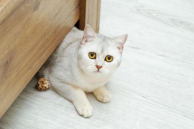 Foto gato prateado de pêlo curto britânico rasteja debaixo da cama vida do animal de estimação