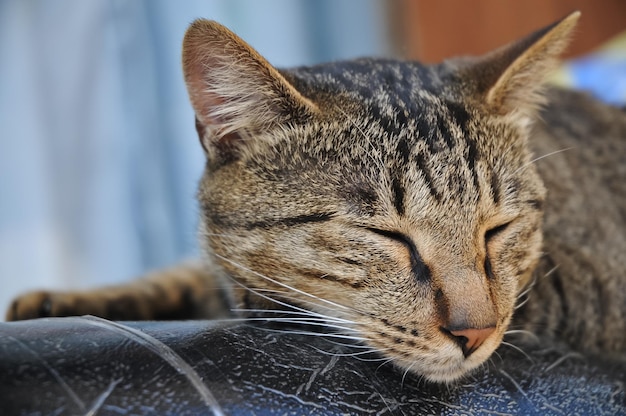 Gato preguiçoso de listras marrons está dormindo em um belo dia