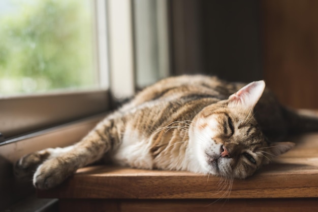 Gato preguiçoso dormindo