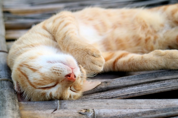 Gato preguiçoso luz marrom bonito dormindo na ponte de bambu