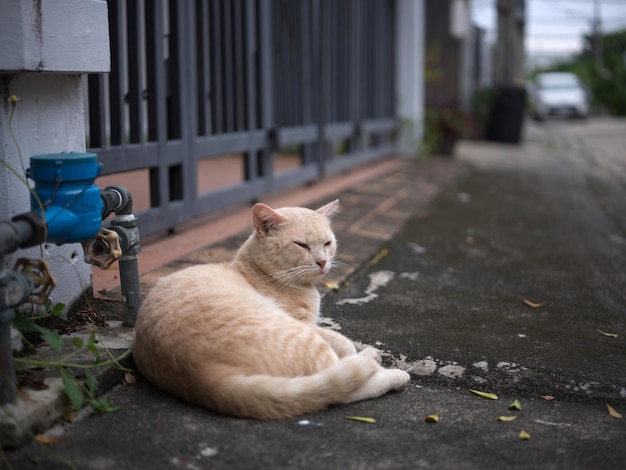 Gato preguiçoso se aquecendo na rua conceito bom dia de tempo