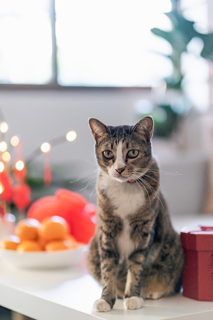 Gato prepara celebraciones del Año Nuevo Chino en casa lindo gato doméstico de pelo corto poniendo colgante tradicional al Año Nuevo Lunar Chino para la buena suerte palabra china significa bendición