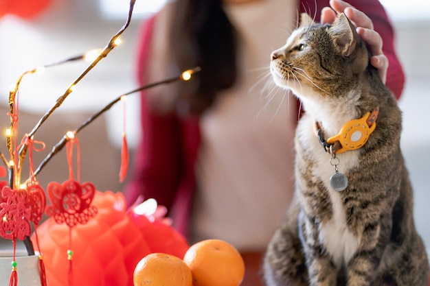 El gato prepara las celebraciones del Año Nuevo chino en casa, un lindo gato doméstico de pelo corto que pone un colgante tradicional al Año Nuevo Lunar chino para la buena suerte. La palabra china significa bendición.