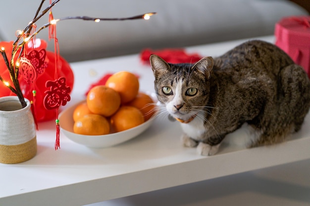 Gato prepara celebrações do Ano Novo Chinês em casa gato doméstico de pelo curto bonito colocando pendente tradicional para o Ano Novo Lunar Chinês para boa sorte palavra chinesa significa bênção