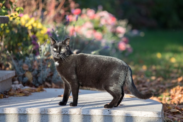 Gato preto assustado no jardim