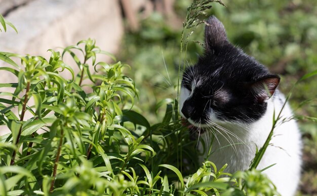 Gato preto branco comendo grama no jardim O gato está comendo grama para ajudar a digestão