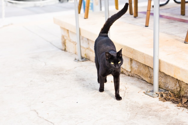 Gato preto caminhando ao ar livre em um café de rua