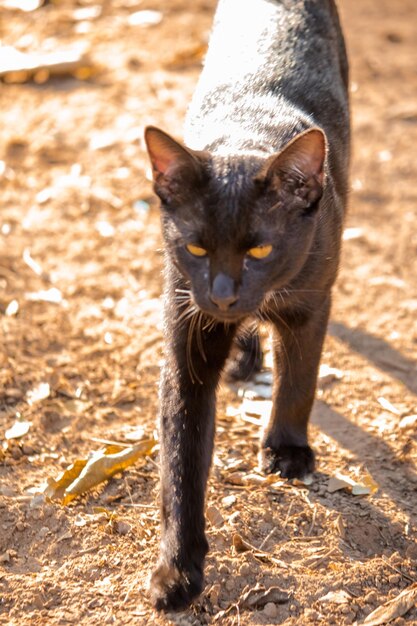 Foto gato preto caminhando no chão para a frente para evitar a luz solar