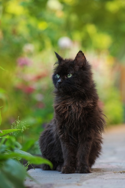 Gato preto caminhando por um canteiro de flores