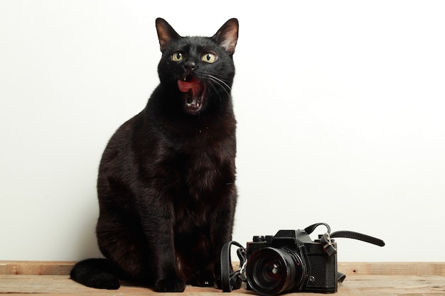 gato preto com a língua de fora ao lado de uma câmera retro