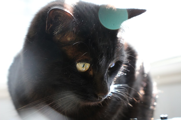 Gato preto com bokeh