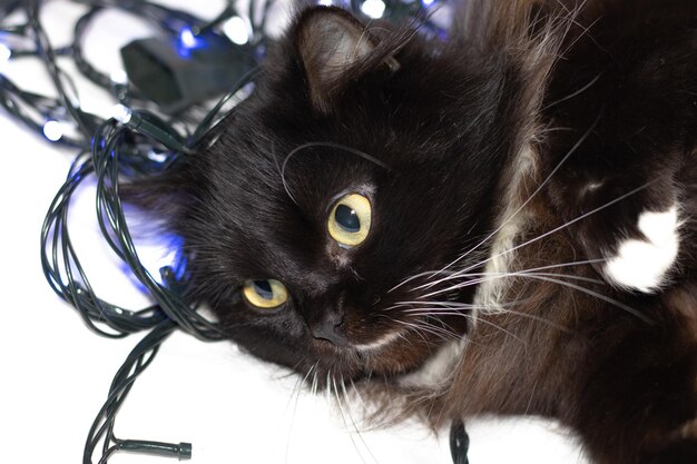 gato preto com manchas brancas em um cobertor branco luzes de natal azuis nas costas gatinho de olhos verdes