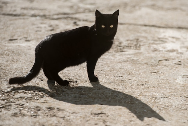 Gato preto com olhos amarelos e grandes sombras