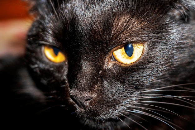 Gato preto com olhos amarelos Pet