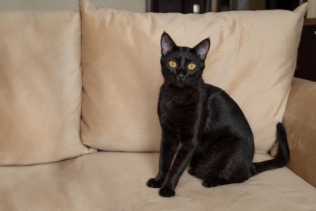 Gato preto com olhos amarelos sentado no sofá olhando para a câmera