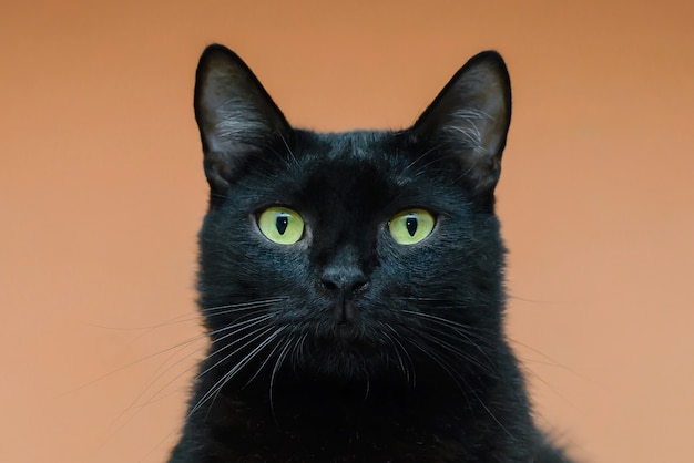 gato preto com olhos verdes close up