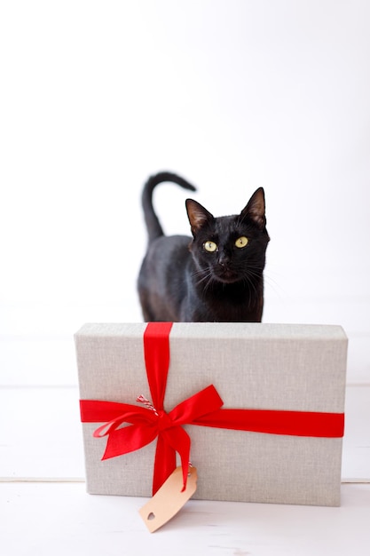 gato preto de natal com presente de natal