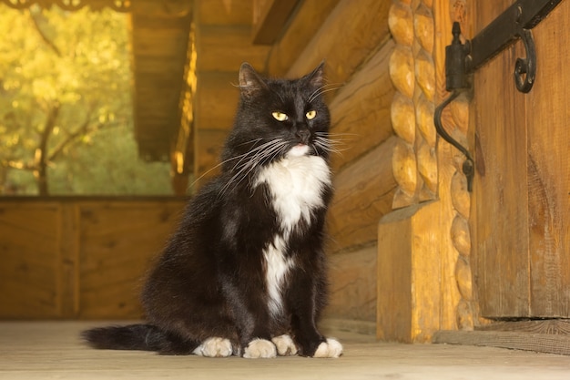 Gato preto de um conto de fadas