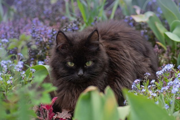 Gato preto deitado em meio a flores coloridas e natureza verde