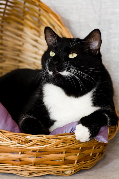 Gato preto deitado em uma cesta com travesseiro roxo