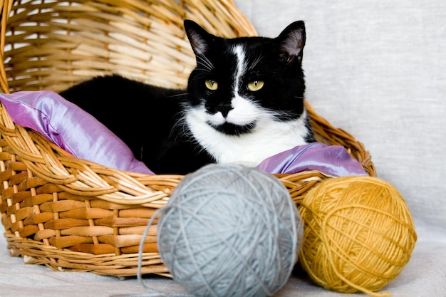 Gato preto deitado em uma cesta com travesseiro roxo