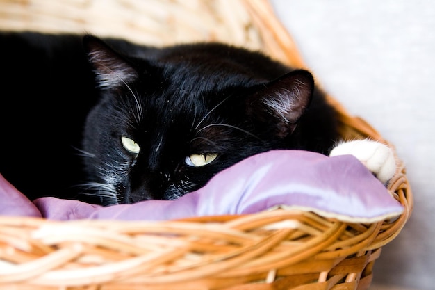 Gato preto deitado em uma cesta com travesseiro roxo