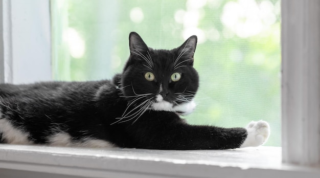 Gato preto deitado no peitoril branco perto da janela da rede mosquiteira olhando para a câmera dentro da casa rural