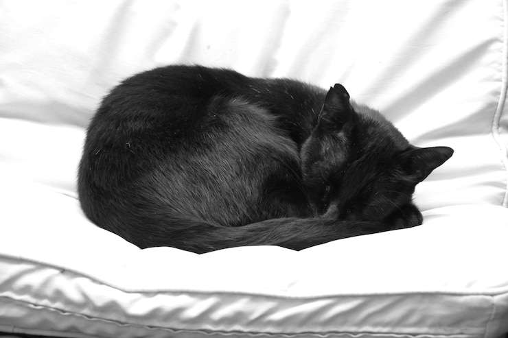 Gato preto dormindo