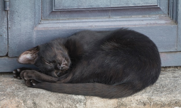 Gato preto dormindo