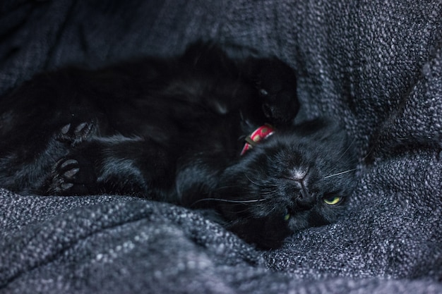 Gato preto dormir em colcha têxtil cinza