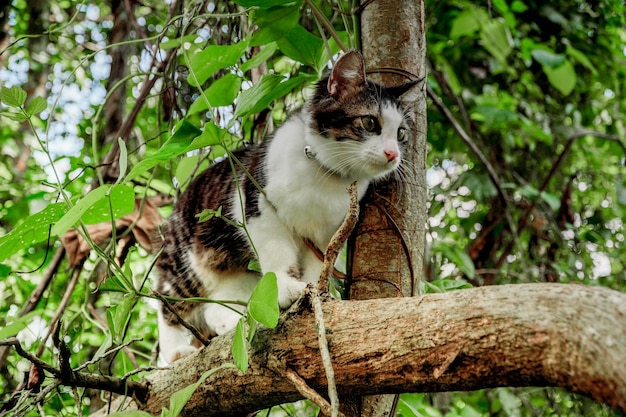 Gato preto e branco brincando no jardim