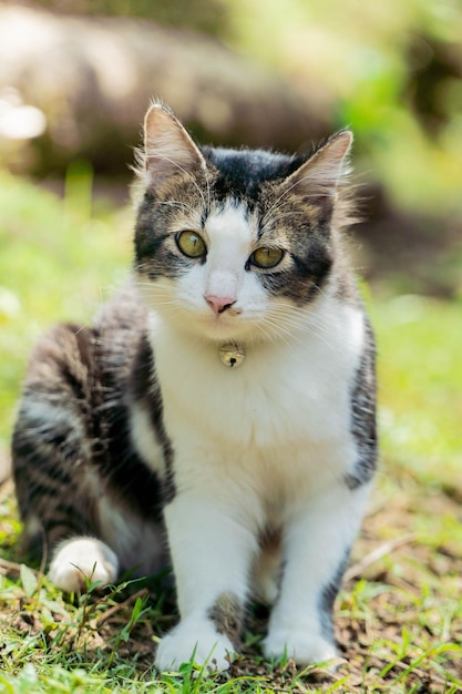 Gato preto e branco brincando no quintal