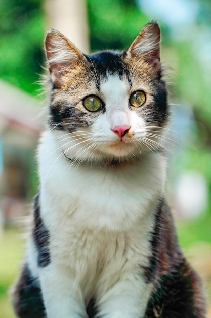 Gato preto e branco brincando no quintal