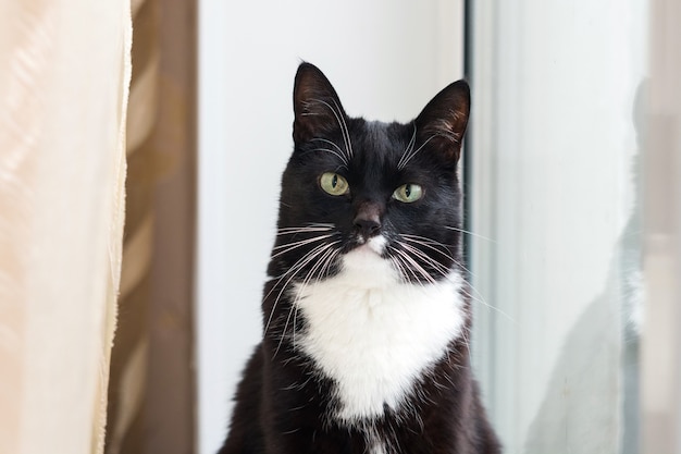 Gato preto e branco com belos olhos. Animal. O gato está na janela. Retrato de rosto inteiro de um gato.