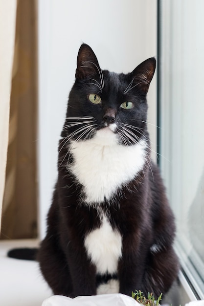 Gato preto e branco com belos olhos. Animal. O gato está na janela. Retrato de rosto inteiro de um gato.