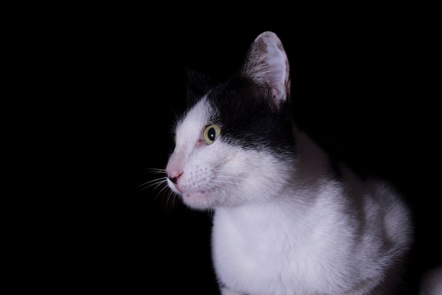 Gato preto e branco com olhos penetrantes, vista lateral com espaço para cópia, foco seletivo, pouca luz