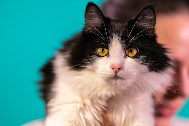 Gato preto e branco com olhos verde-amarelados