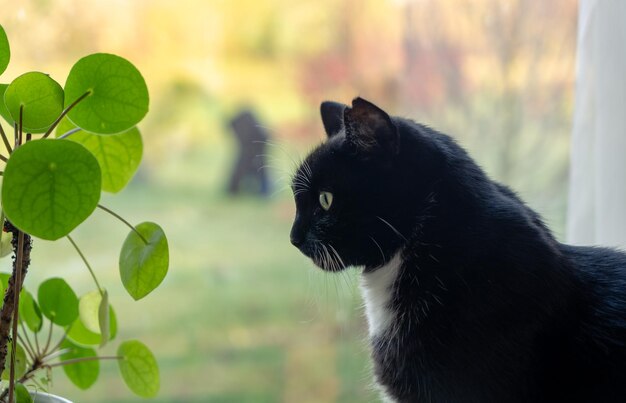 Gato preto e branco com olhos verdes com planta verde em cima da mesa