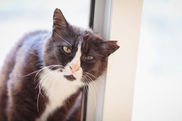 Gato preto e branco com orelha rasgada senta-se em uma porta